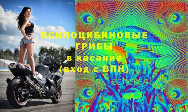 прущие грибы Новокубанск