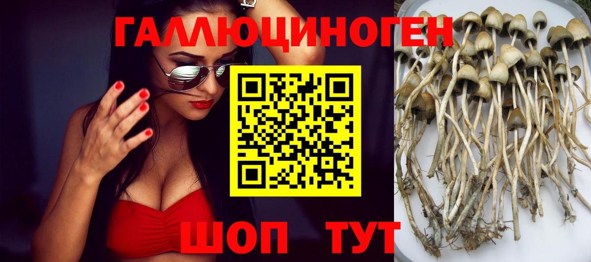 Псилоцибиновые грибы Psilocybe Борзя